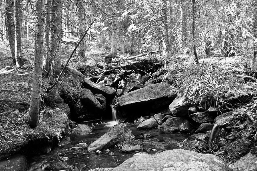 Rocky Mountain Forest Stream Landscape BW Photograph by James BO Insogna
