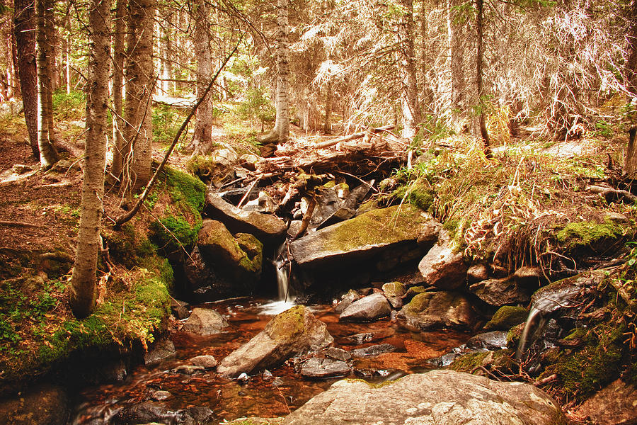 Rocky Mountain Forest Stream Landscape Photograph by James BO Insogna