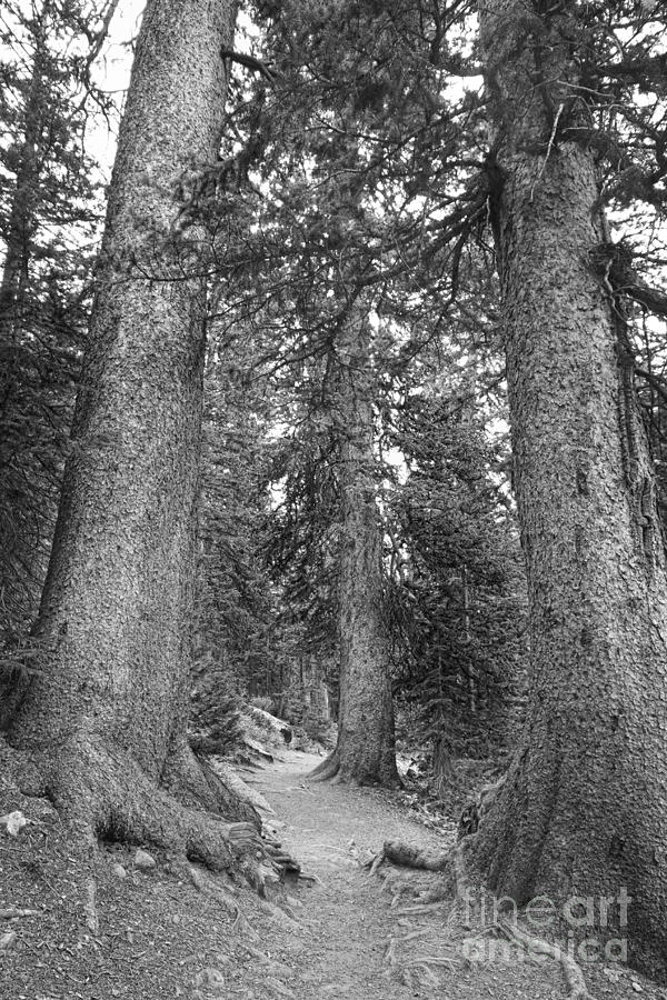 Rocky Mountain Forest Walk BW Photograph by James BO Insogna