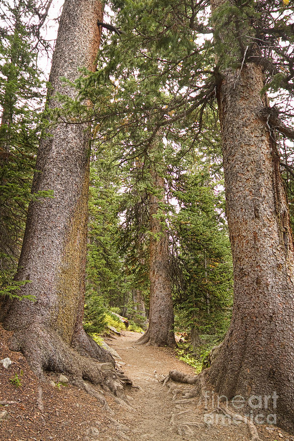 Rocky Mountain Forest Walk Photograph by James BO Insogna