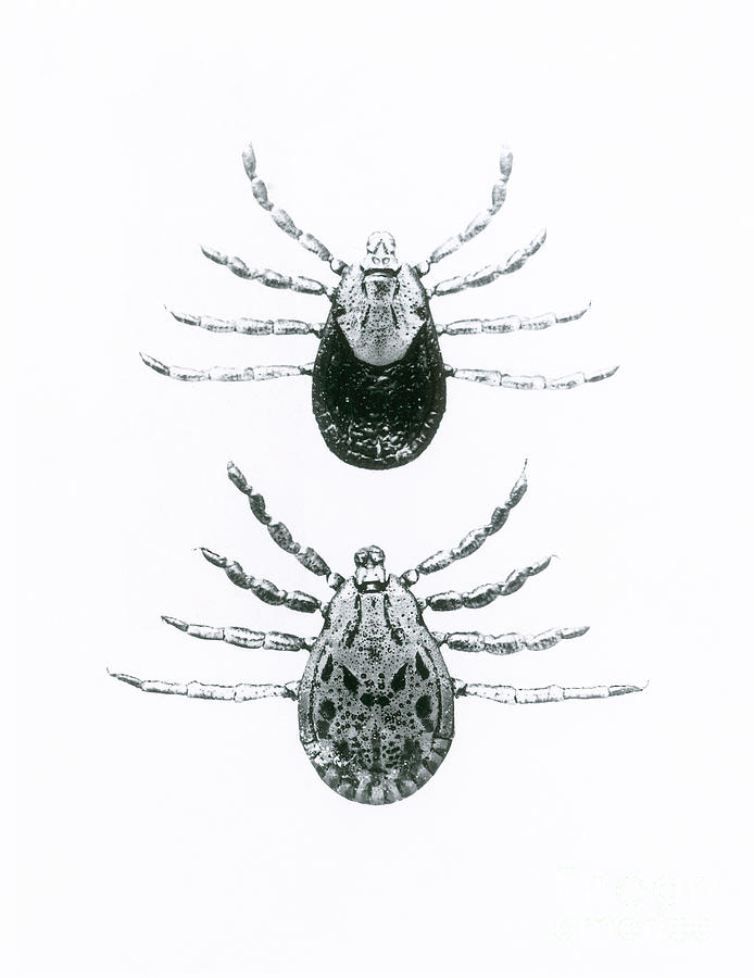 Rocky Mountain Spotted Fever Ticks Photograph by Omikron