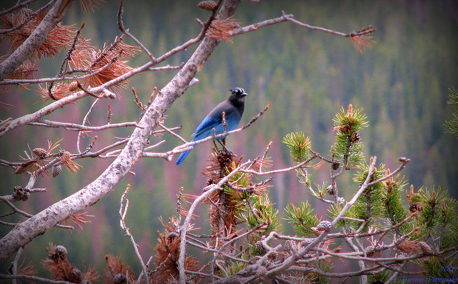 Rocky Mountain Stellers Jay Photograph by Aaron Burrows