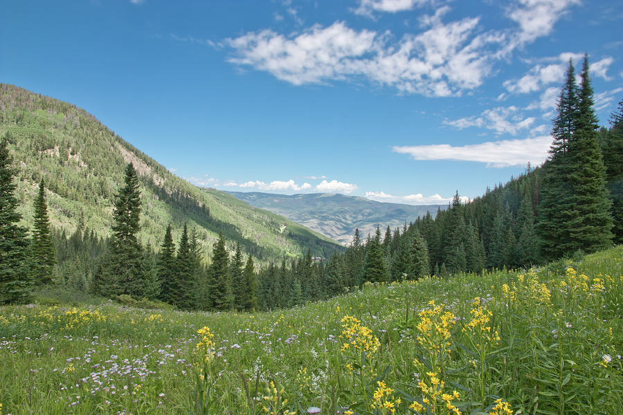Rocky Mountain Wildflower View Photograph