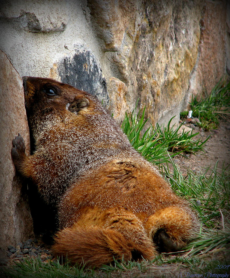 Rocky Mountain Yellow-Bellied Marmot Photograph by Aaron Burrows