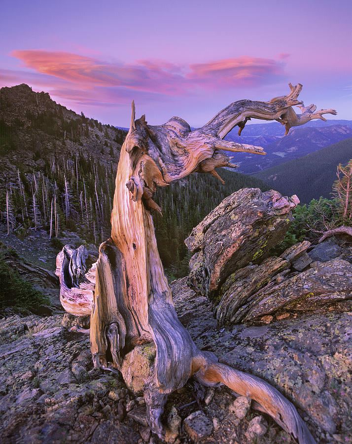 Rocky Mountains Bristlecone Pine Tree Photograph by Tim Fitzharris