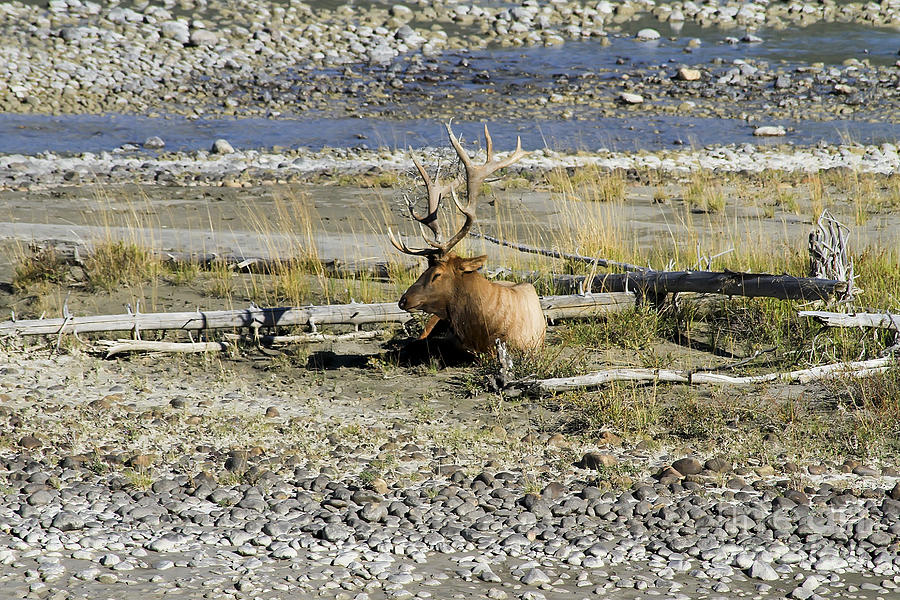 Rocky Mountains Elk Photograph by Teresa Zieba