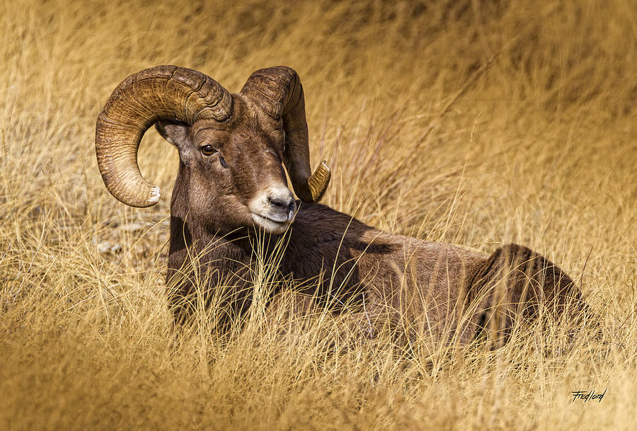 Rocky Mtn Bighorn Sheep Ram Photograph by Fred J Lord