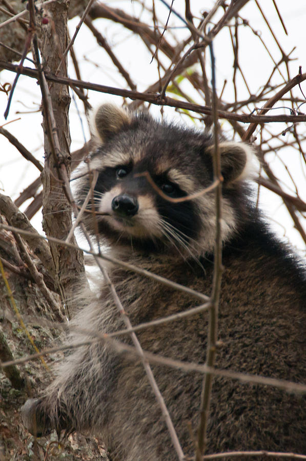 Rocky Raccoon Photograph by Guy Whiteley