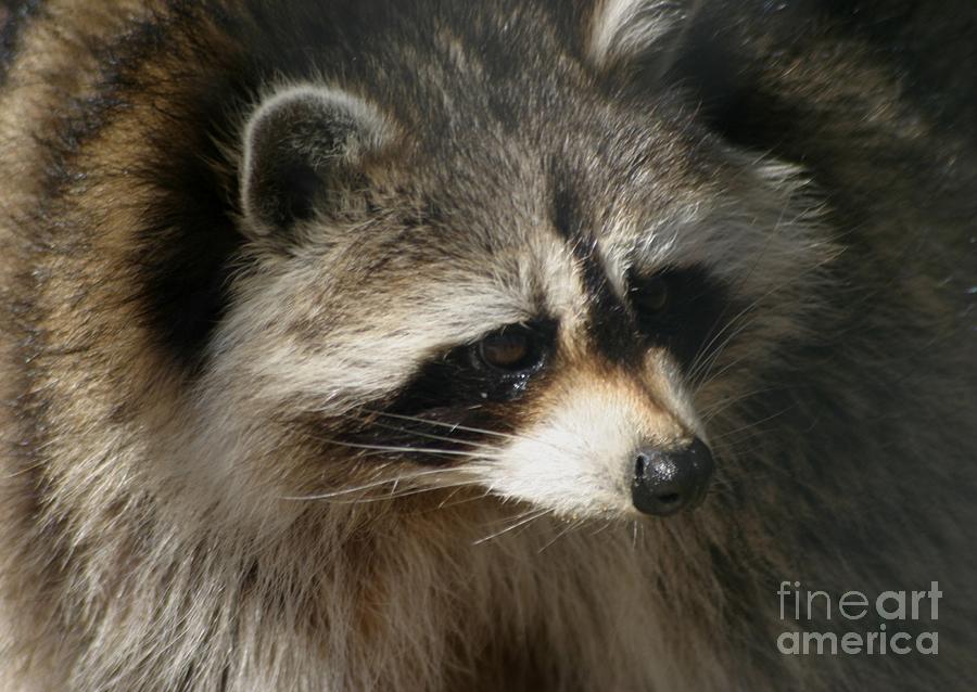 Rocky Raccoon Photograph by Living Color Photography Lorraine Lynch