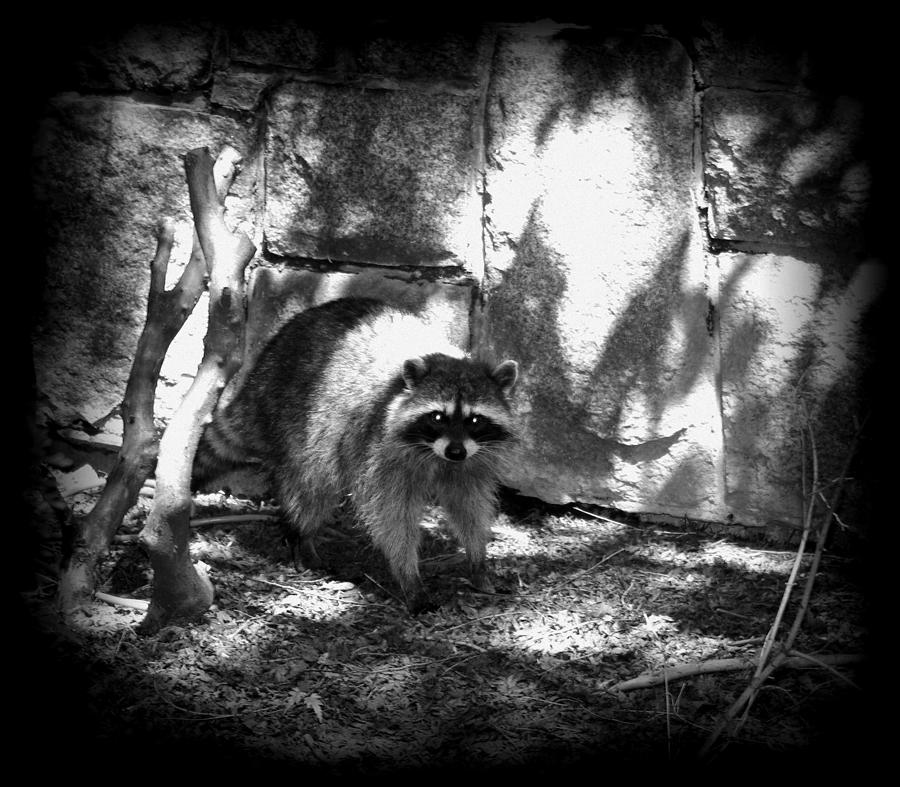 Rocky Raccoon Photograph By Marilyn Wilson Fine Art America