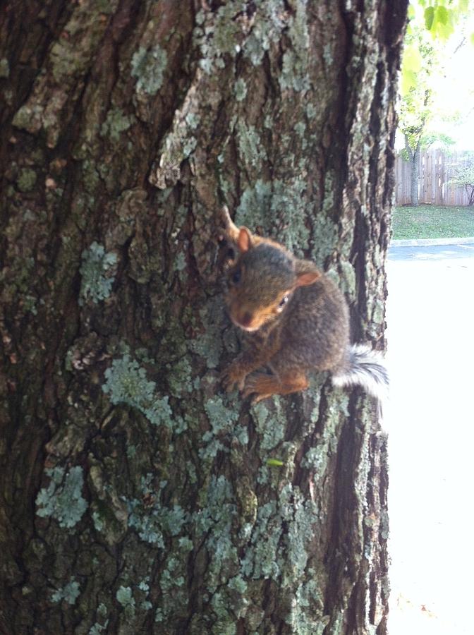 Rocky The Baby Squirrel Photograph By Kimberly Hebert 