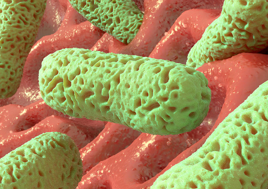 Pathogen Photograph - Rod-shaped Bacteria, Artwork by David Mack