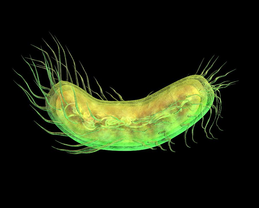 Rod-shaped Bacterium, Artwork Photograph by Friedrich Saurer