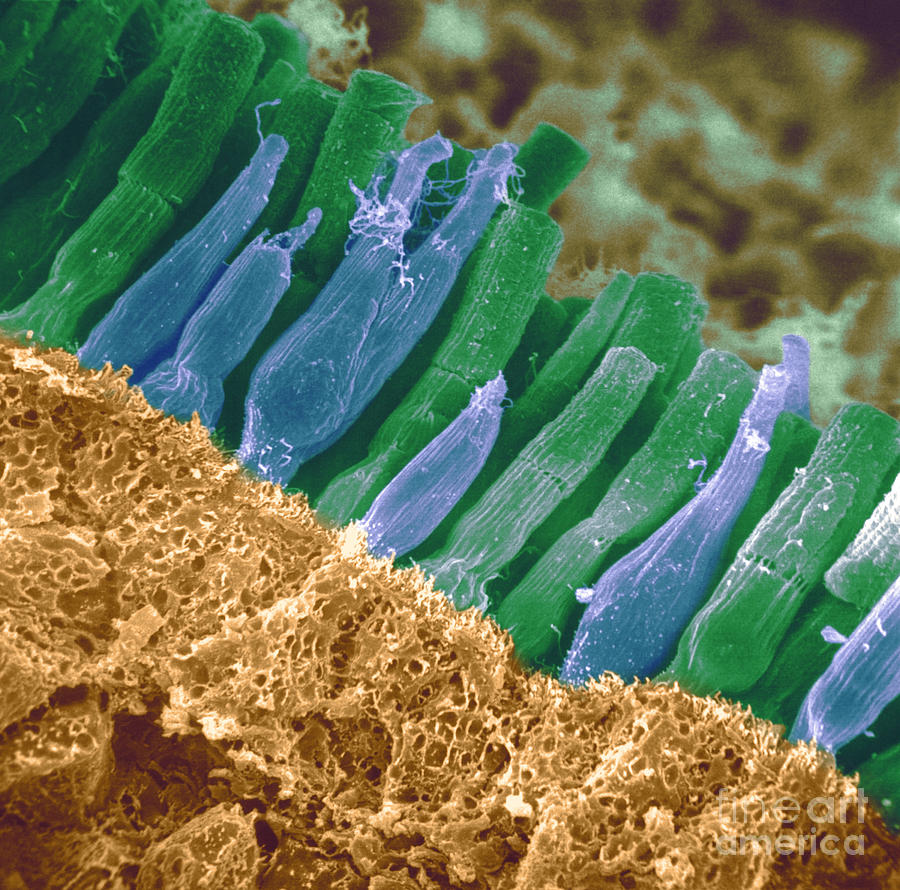 Rods And Cones In Retina Photograph by Omikron