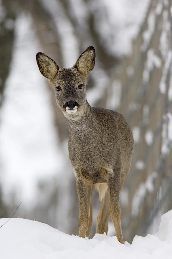 Roe Deer Photograph by Duncan Shaw - Fine Art America