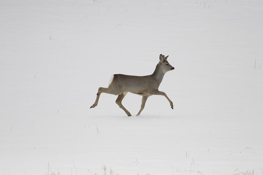 Roe deer strutting through the snow Photograph by Ulrich Kunst And Bettina Scheidulin