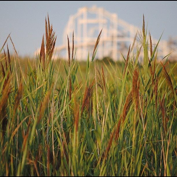 Igers Photograph - Roller Coaster In The Weeds by Lock Photography