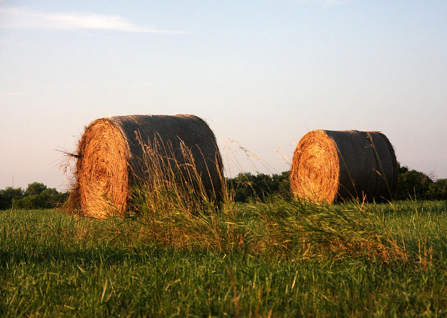 Rolls of Hay Photograph by Marta Alfred