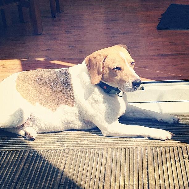 Dog Photograph - #rolo Sun Bathing #scott_ashton by Hannah Dolphin