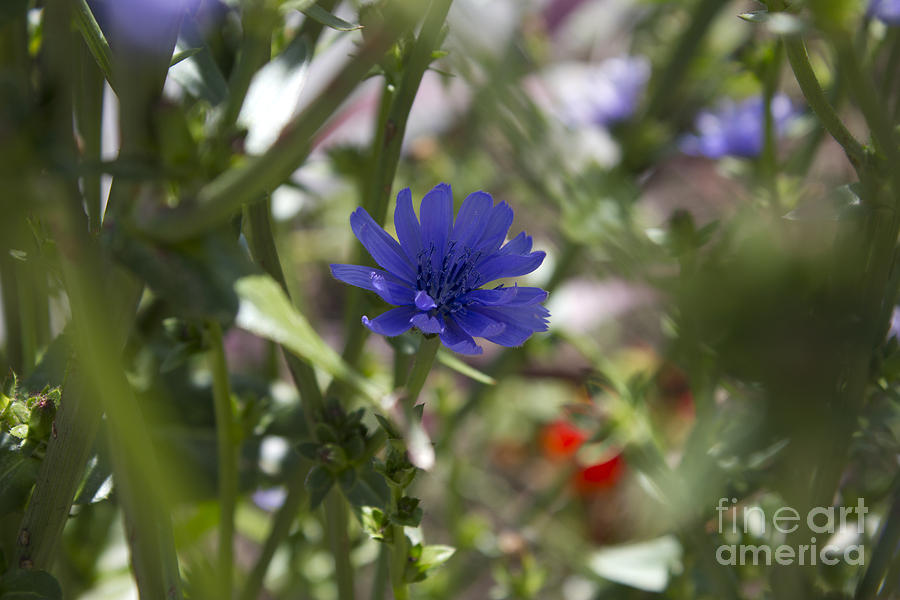Romaine Lettuce Flower Photograph by Donna L Munro Fine Art America