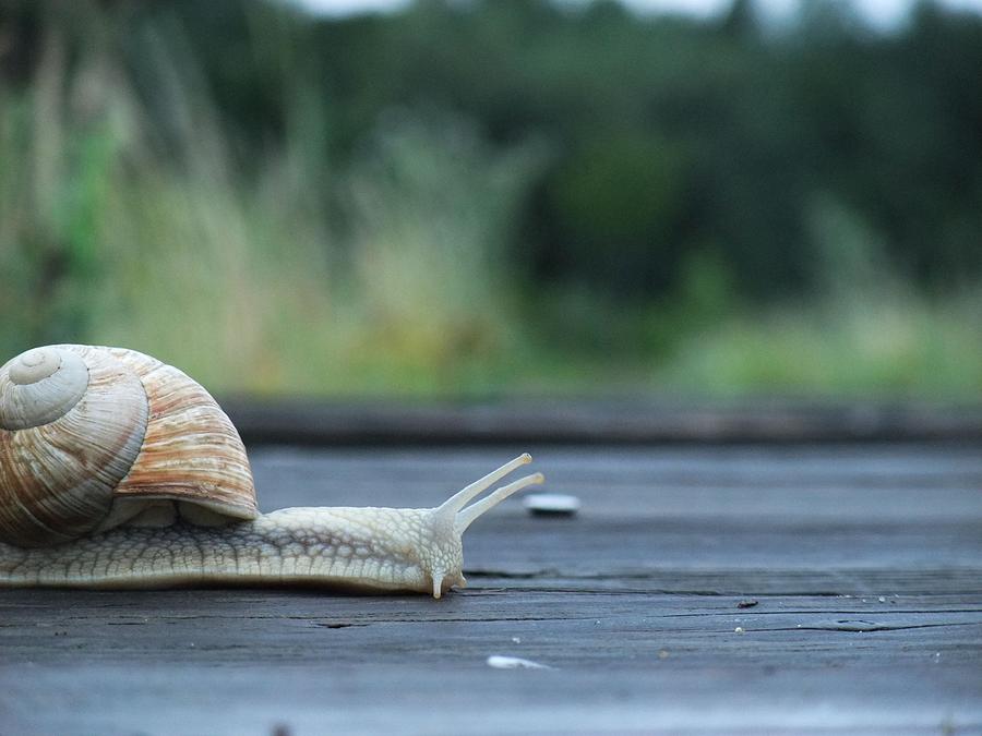 Roman Snail (helix Pomatia) Crawls On Wooden Balk Photograph by René Bugner