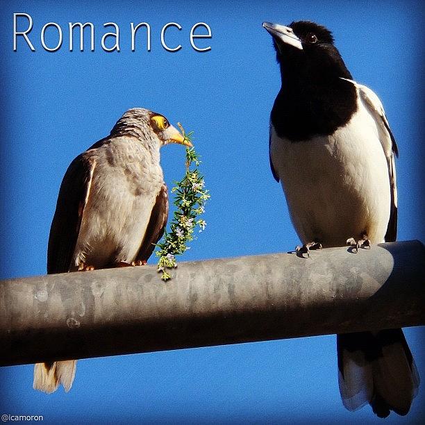 Romance Photograph by Cameron Bentley