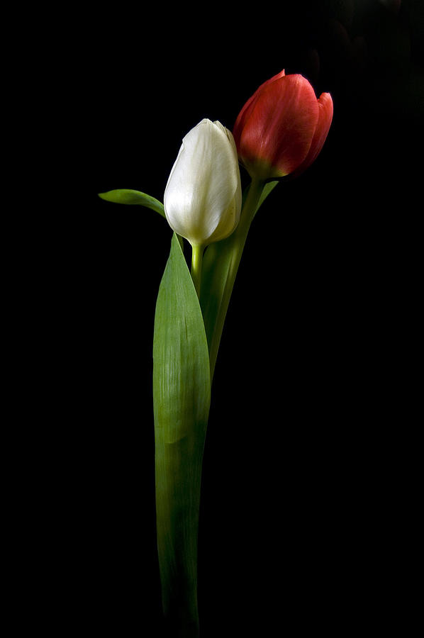 Romance in Bloom Photograph by Elsa Santoro