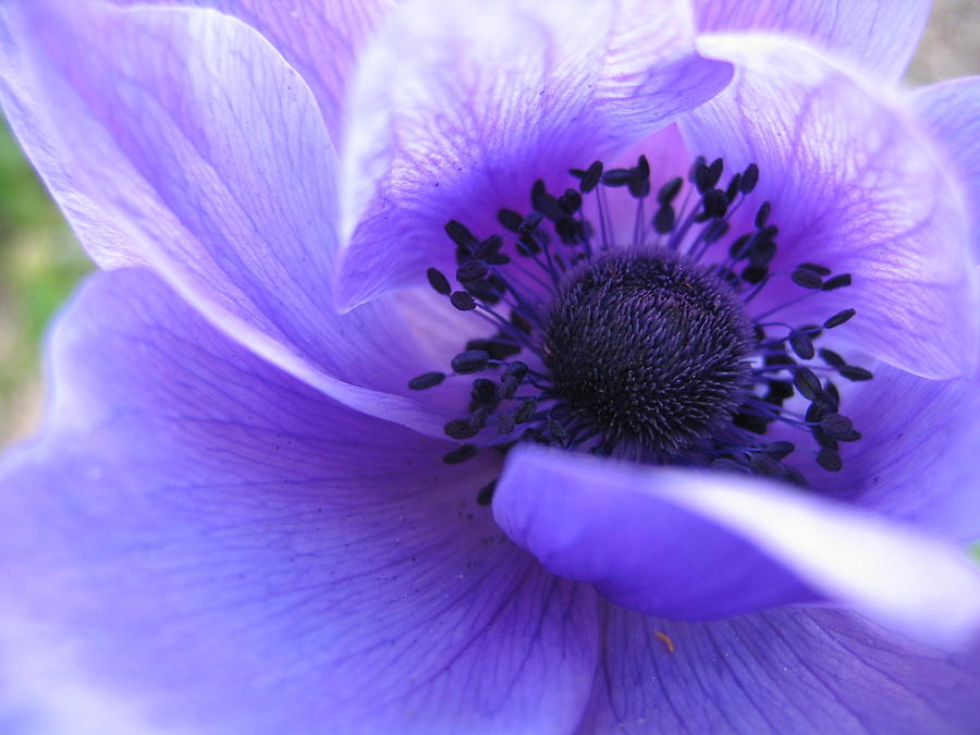 Romantic anemone Photograph by Emilie Broudy-Masson - Fine Art America