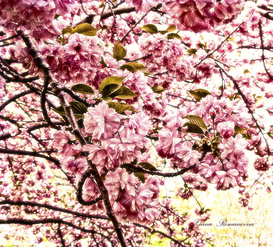 Flower Photograph - Romantic Cherry Blossoms by Georgiana Romanovna