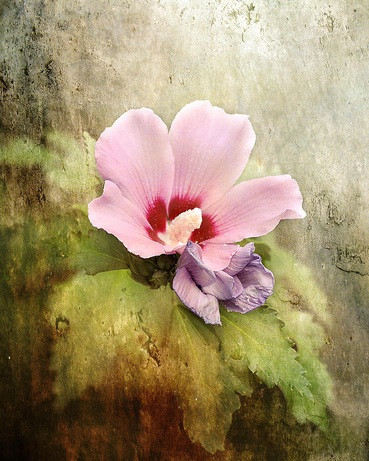 Romantic Hibiscus Flower Photograph by Jai Johnson