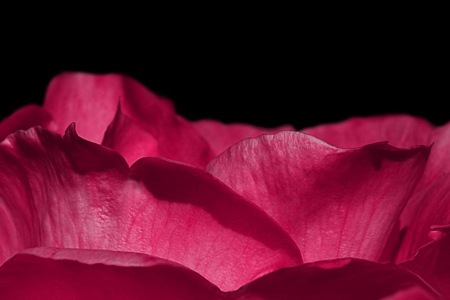 Romantic Pink Rose Petals Photograph by Tracie Schiebel