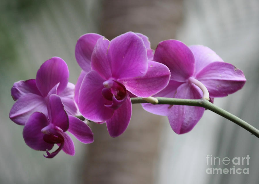 Romantic Purple Orchids Photograph by Carol Groenen