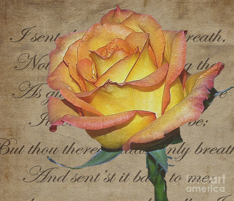 Romantic Rose Photograph by Patricia Griffin Brett