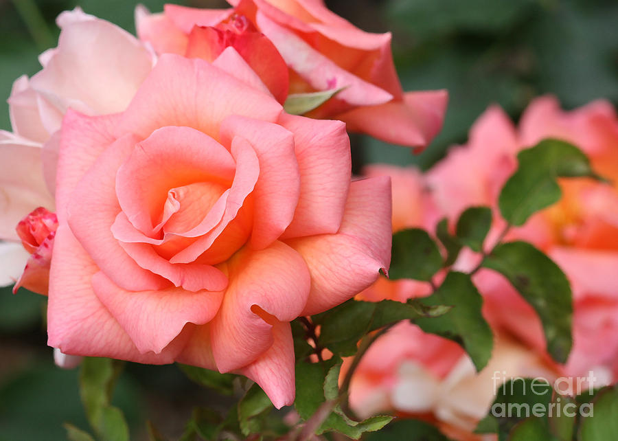 Romantic Roses Photograph by Carol Groenen