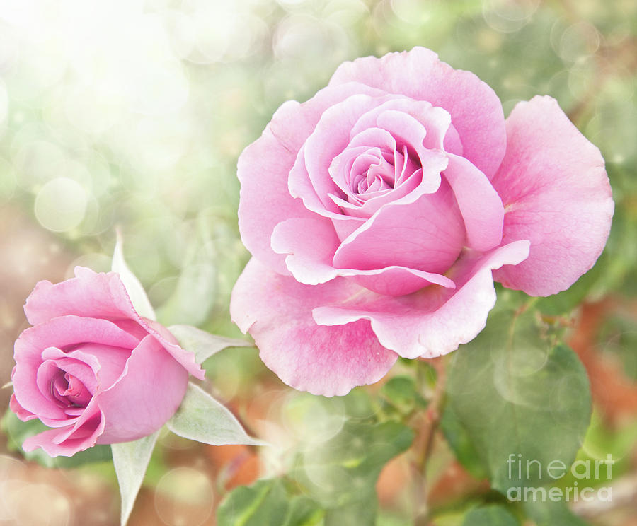 Romantic Roses in Pink Photograph by Sari ONeal