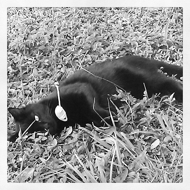 Romeo Photograph by Jinxi The House Cat Romeo Photograph by Jinxi The House Cat