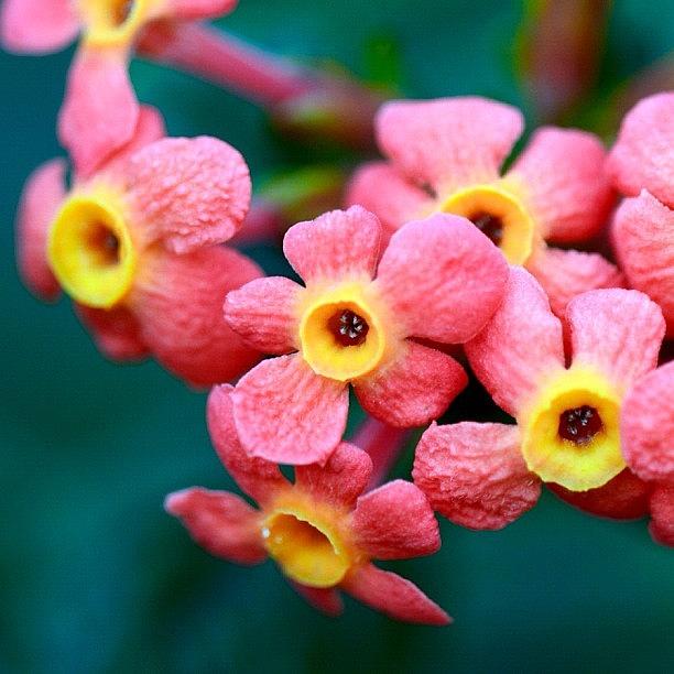 Flowers Still Life Photograph - Rondeletia Odorata #rondeletia #odorata by Zaqqy J
