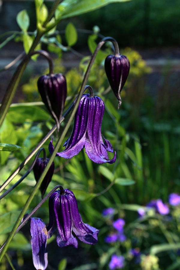 Rooguchi Clematis Bell Flowers by Douglas Barnett