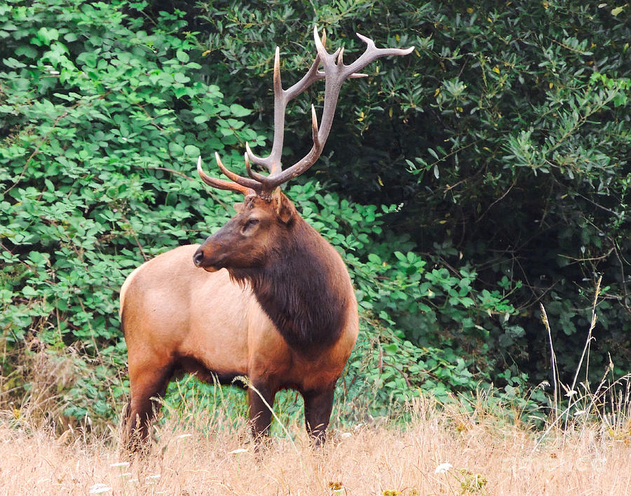 Roosevelt Bull Elk Photograph by L J Oakes