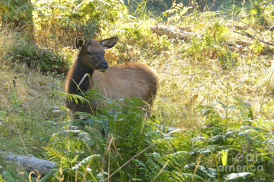 Roosevelt Elk Calf Photograph by Sean Griffin