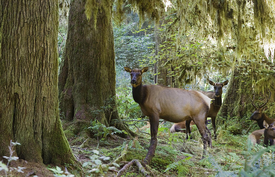 Roosevelt Elk Cervus Elaphus Photograph by Konrad Wothe