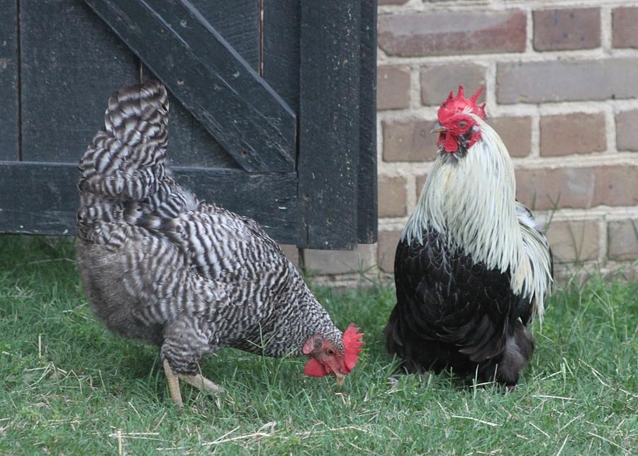 Rooster and Plymouth Rock Hen Photograph by Jeanne Juhos