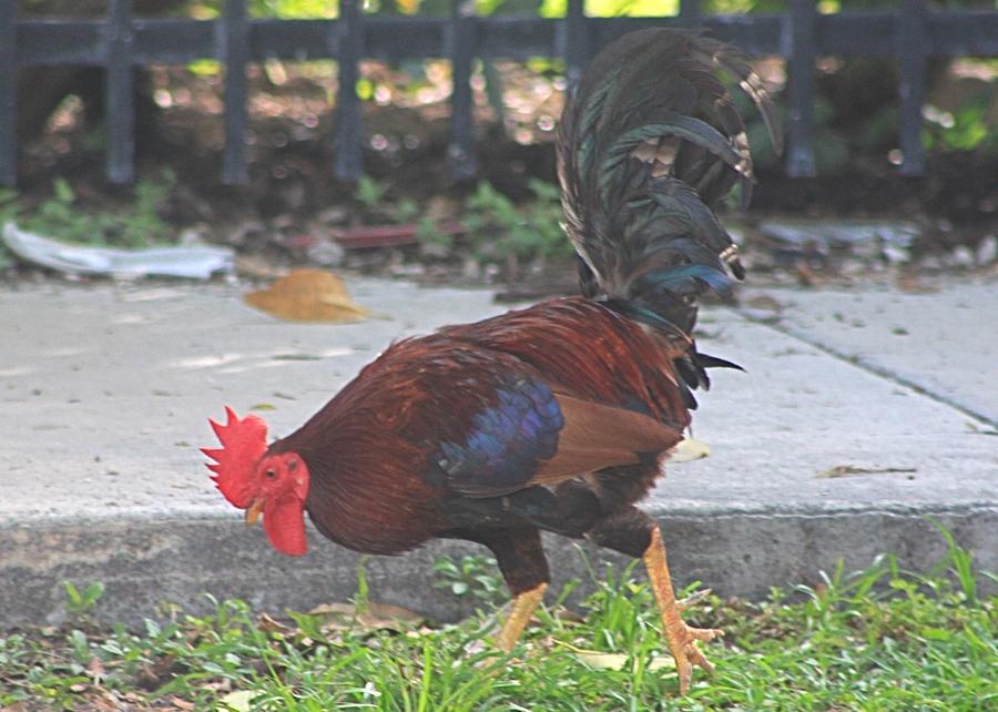 Rooster at Key West Photograph by Jeanne Juhos