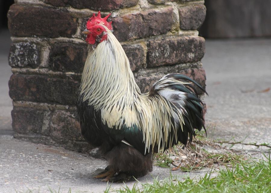 Rooster at Middleton Place Plantation Photograph by Jeanne Juhos