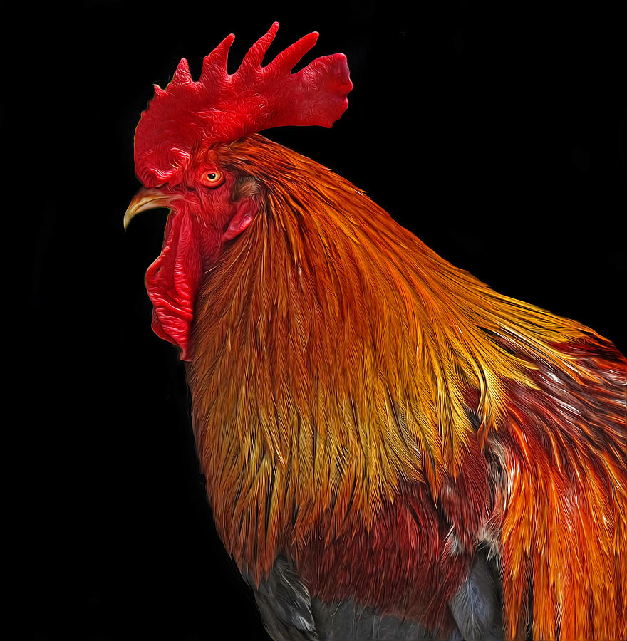 Rooster Photograph by Dave Mills