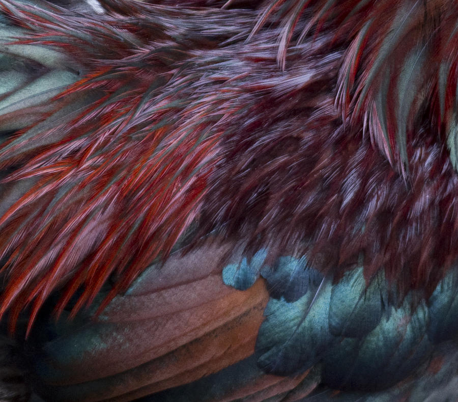 Feathers Photograph - Rooster Feathers by Rebecca Cozart.