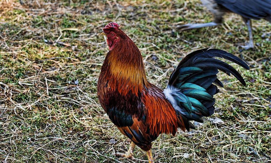 Rooster Photograph - Rooster in Charge by Paul Ward