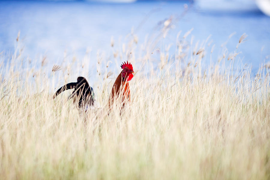 Rooster in the grass Photograph by Anya Brewley schultheiss