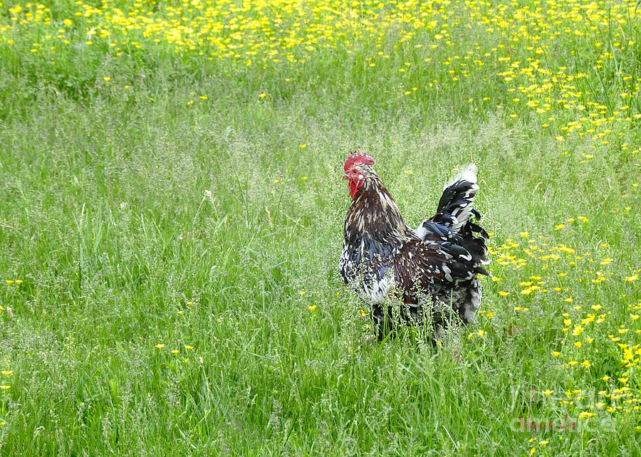 Rooster Photograph by Nava Thompson