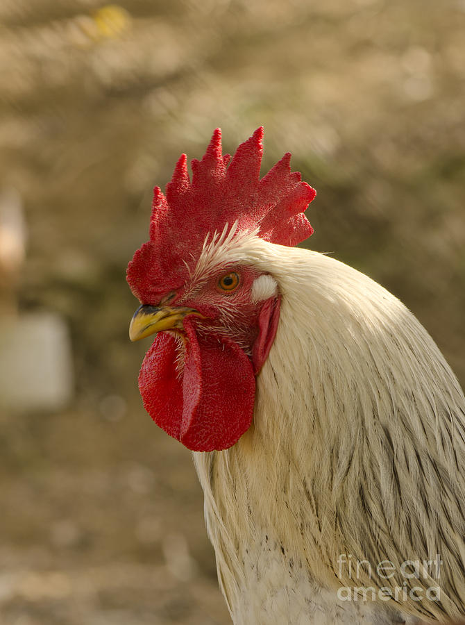 Rooster Photograph by Perry Van Munster